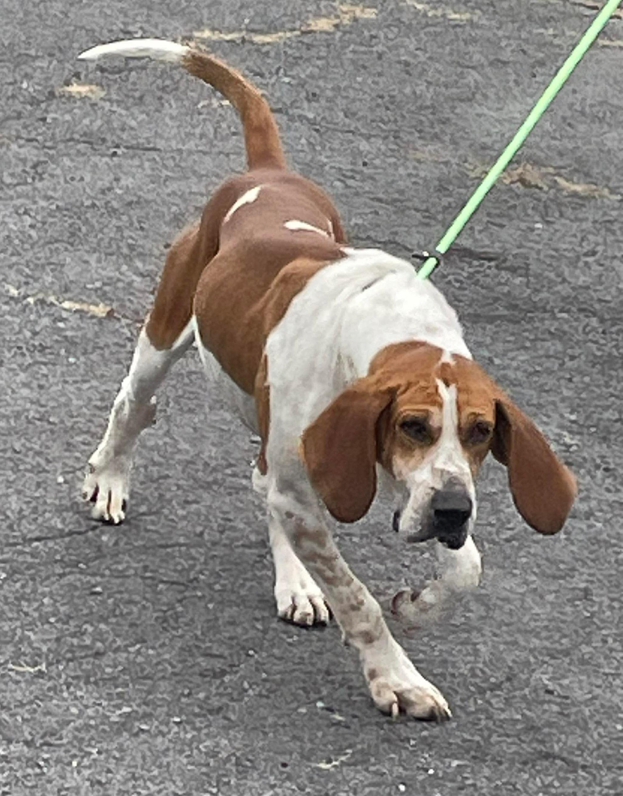 Enlarge Ringo, a ADOPTABLE mixed breed in Lexington, MA image 4/4
