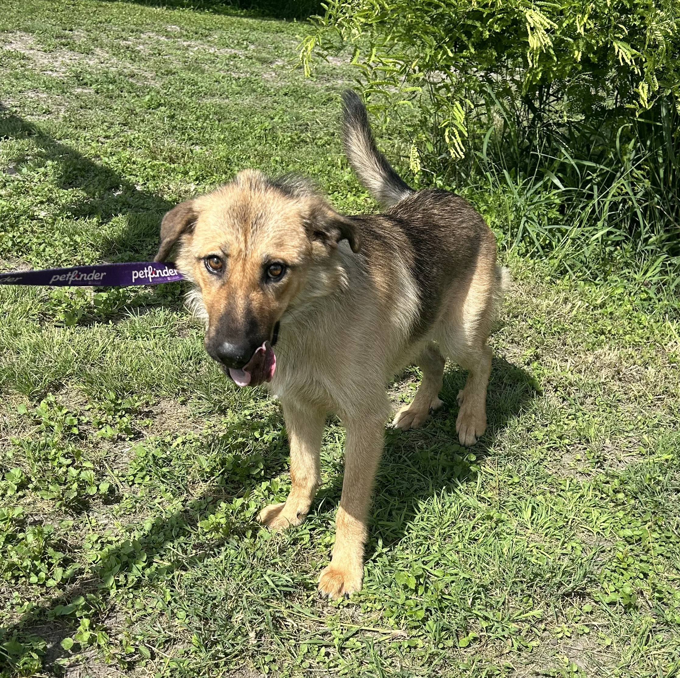 Enlarge Brownie, a Adoptable Shepherd in New Haven, CT image 5/5