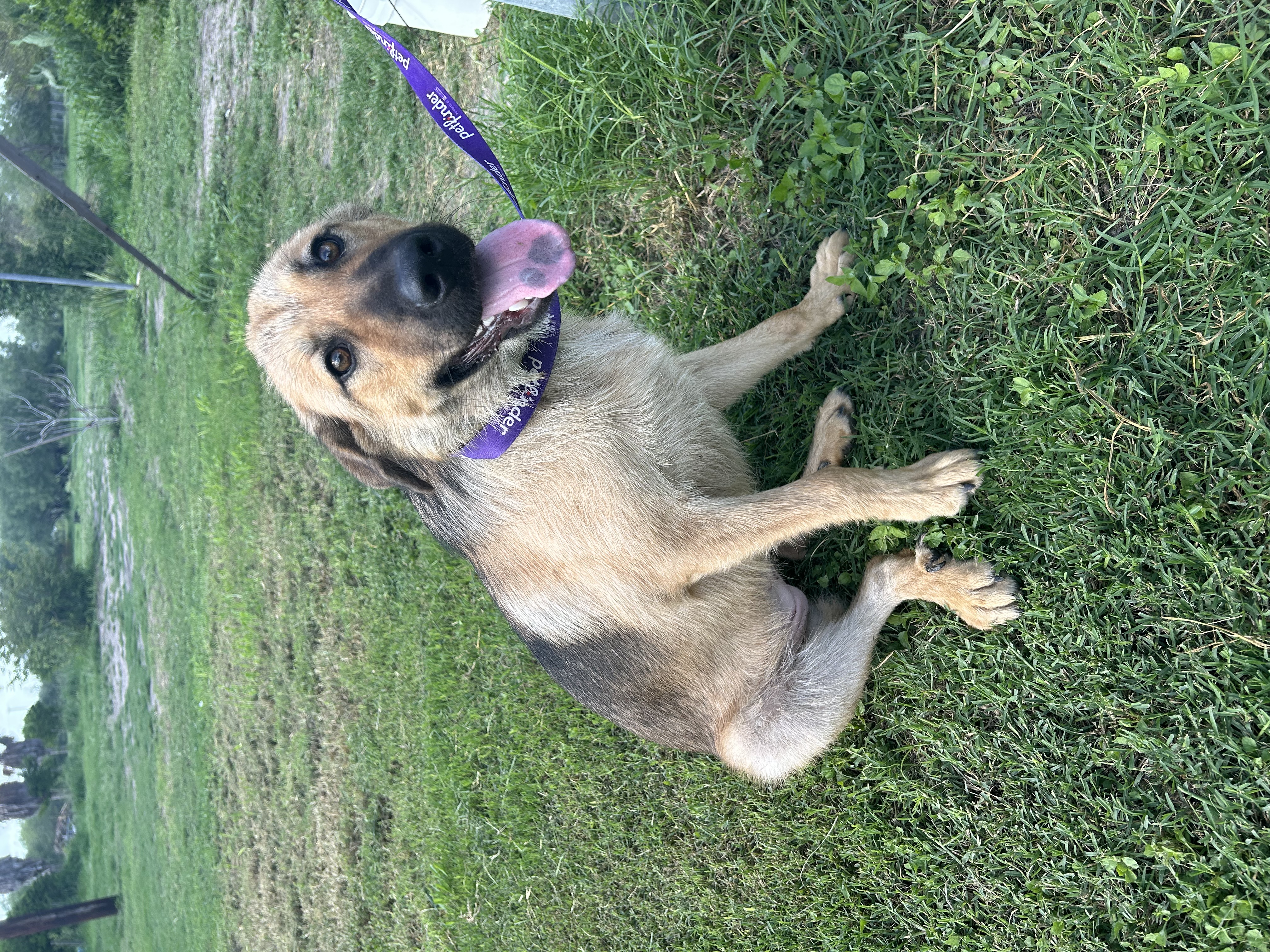 Enlarge Brownie, a Adoptable Shepherd in New Haven, CT image 3/5
