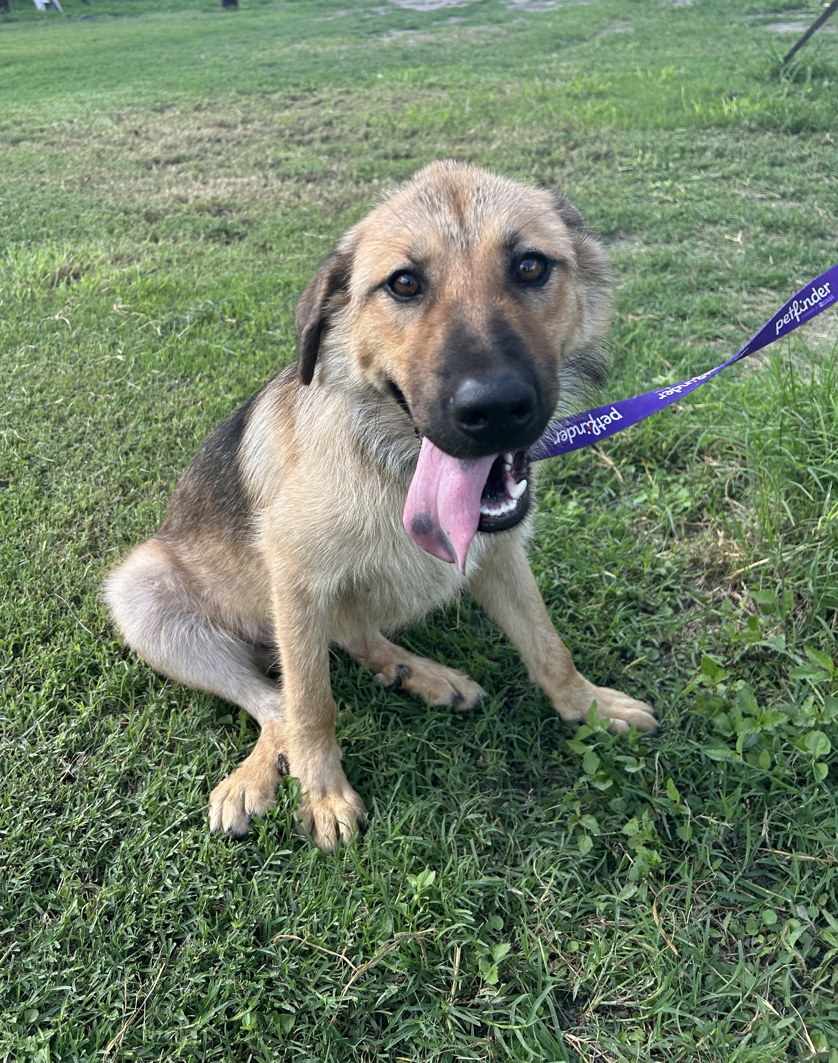 Enlarge Brownie, a Adoptable Shepherd in New Haven, CT image 2/5