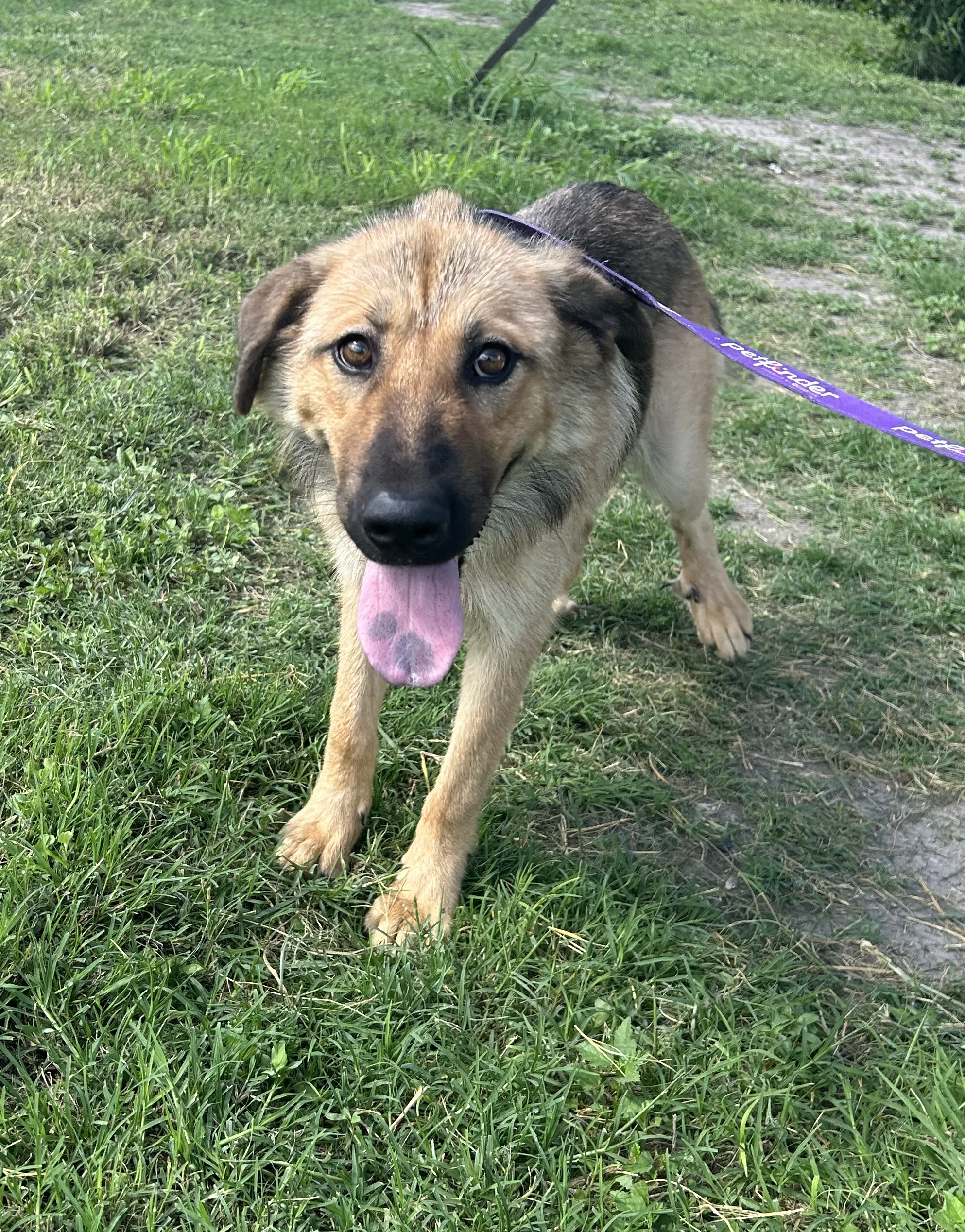 Enlarge Brownie, a Adoptable Shepherd in New Haven, CT image 4/5
