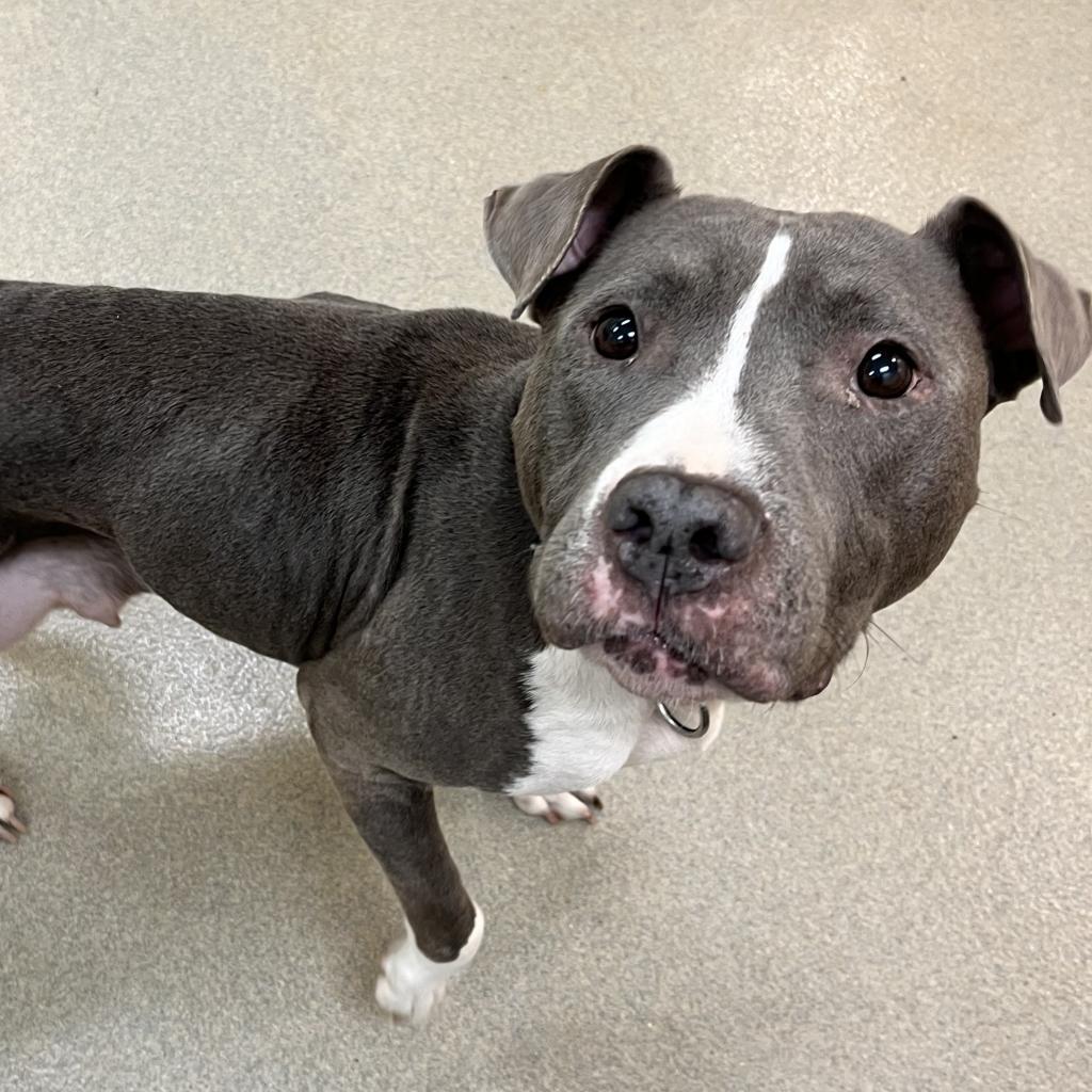 Enlarge Roxie, a Adoptable mixed breed in Lynchburg, VA image 1/1