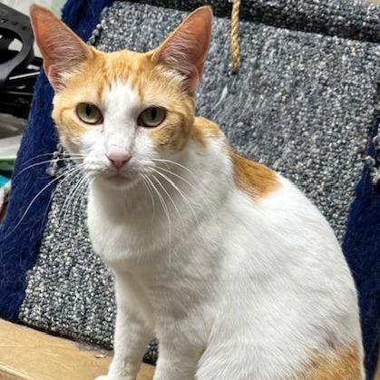 Enlarge Buttercup, a Adoptable Domestic Short Hair in Houston, TX image 1/4