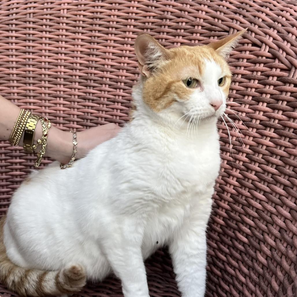 Buttercup, Adoptable, Senior Female Domestic Short Hair.