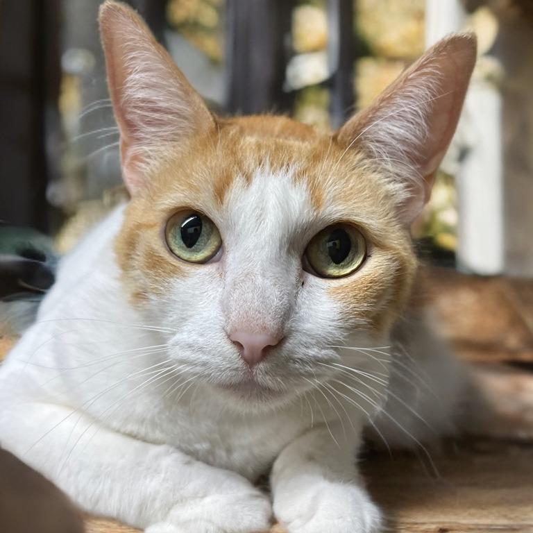 Enlarge Buttercup, a Adoptable Domestic Short Hair in Houston, TX image 2/6