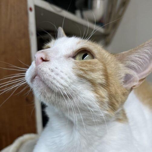 Enlarge Buttercup, a Adoptable Domestic Short Hair in Houston, TX image 2/4