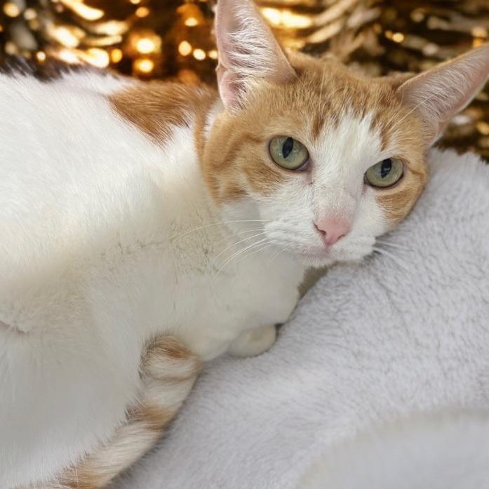 Enlarge Buttercup, a Adoptable Domestic Short Hair in Houston, TX image 4/6