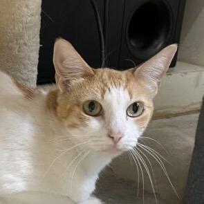 Enlarge Buttercup, a Adoptable Domestic Short Hair in Houston, TX image 3/4