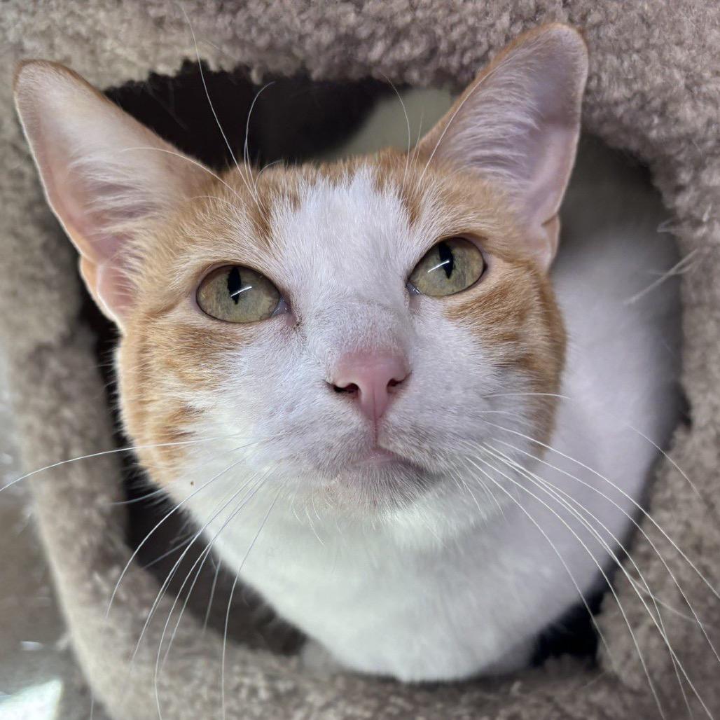 Enlarge Buttercup, a Adoptable Domestic Short Hair in Houston, TX image 4/4