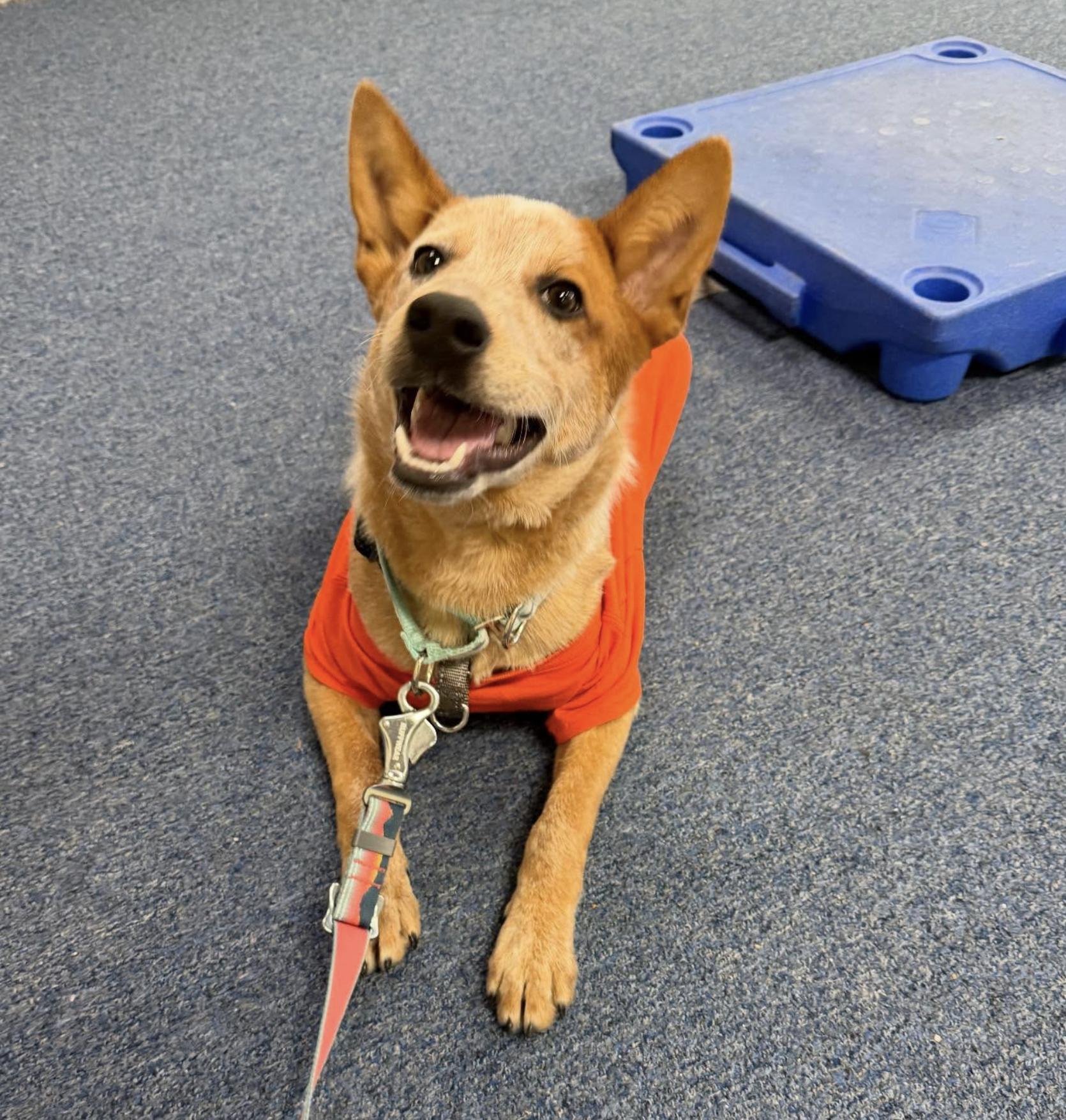 Enlarge Radish, an adopted Cattle Dog in Goshen, NH image 3/4
