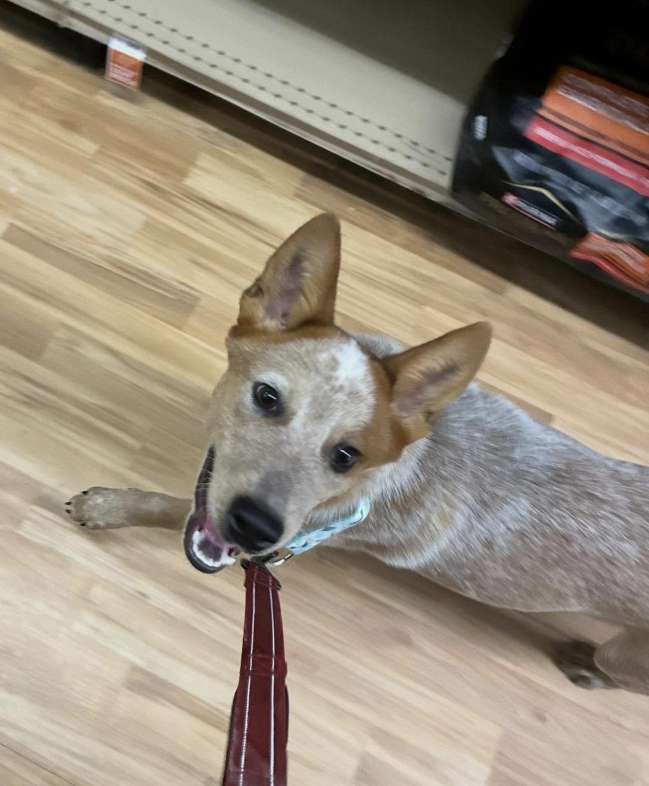 Enlarge Radish, an adopted Cattle Dog in Goshen, NH image 4/4