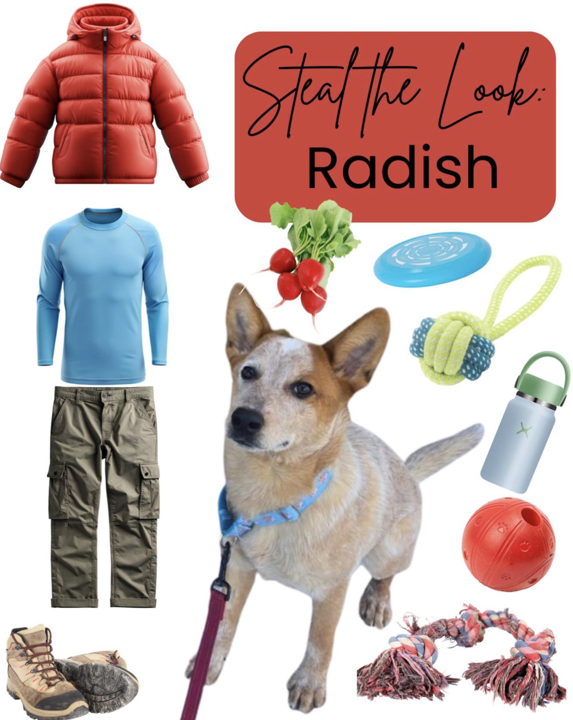 Enlarge Radish, an adopted Cattle Dog in Goshen, NH image 2/4