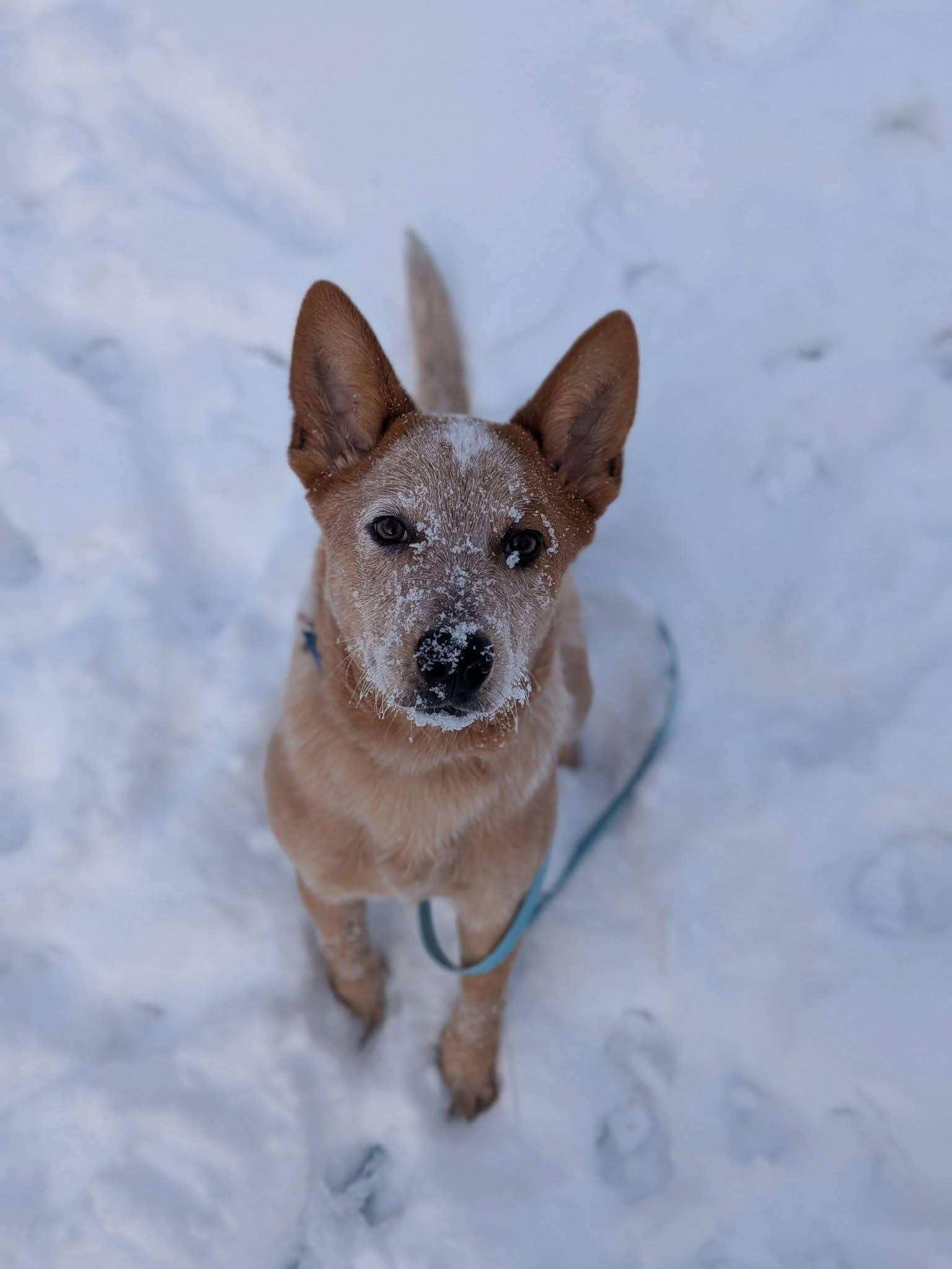 Enlarge Radish, an adopted Cattle Dog in Goshen, NH image 1/4
