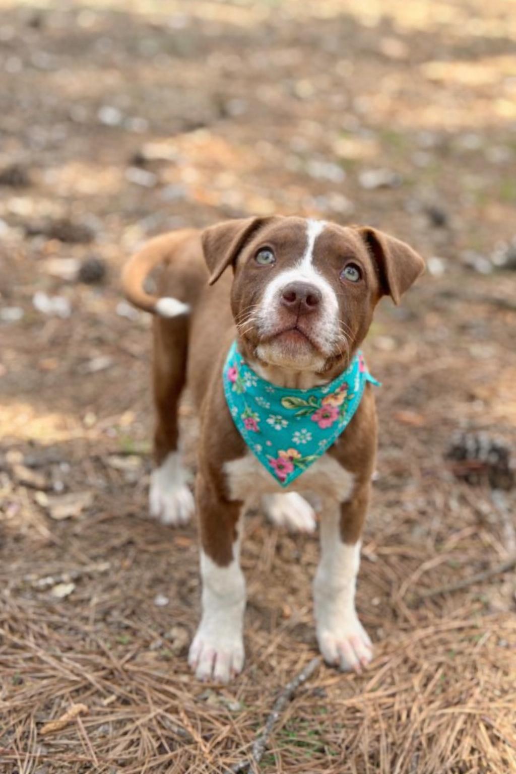 Mocha , adopted, Puppy Female American Staffordshire Terrier & Labrador Retriever.