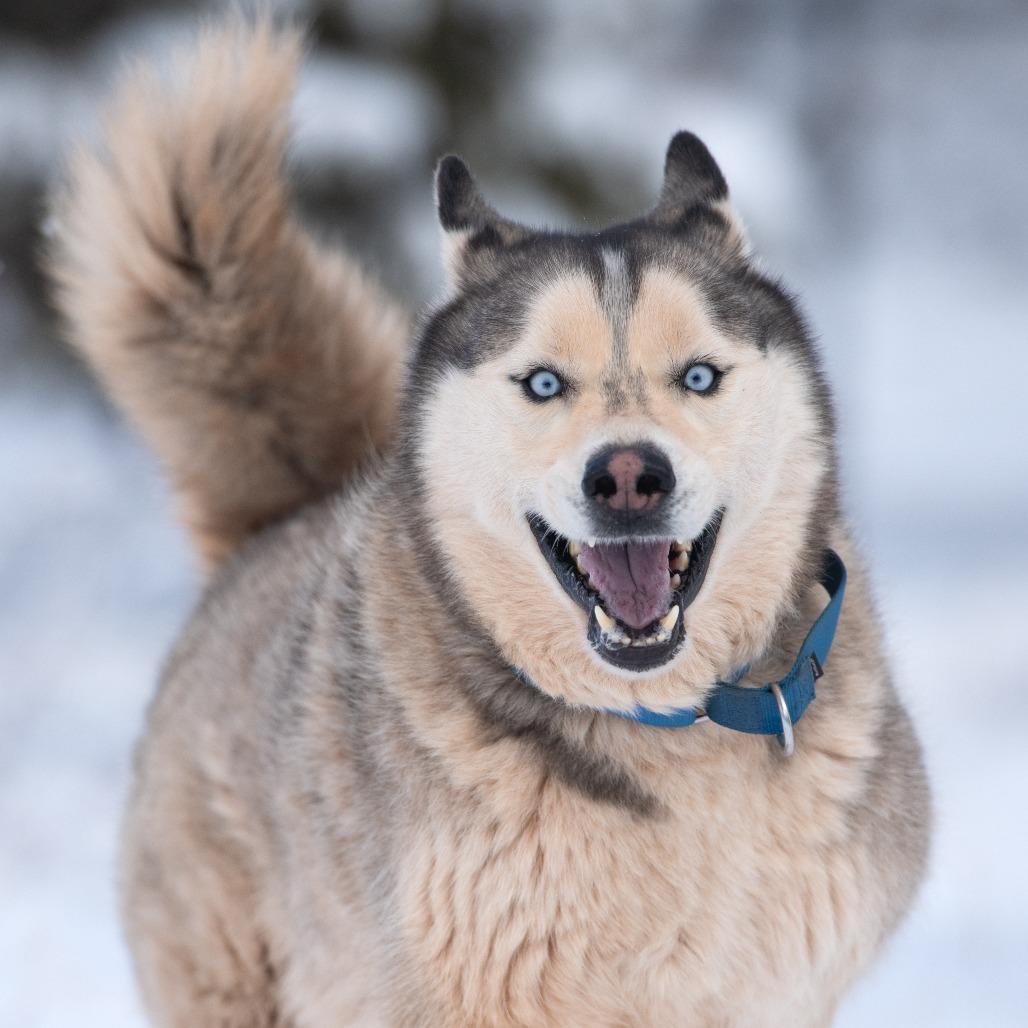 Hilo — thumbnail 2