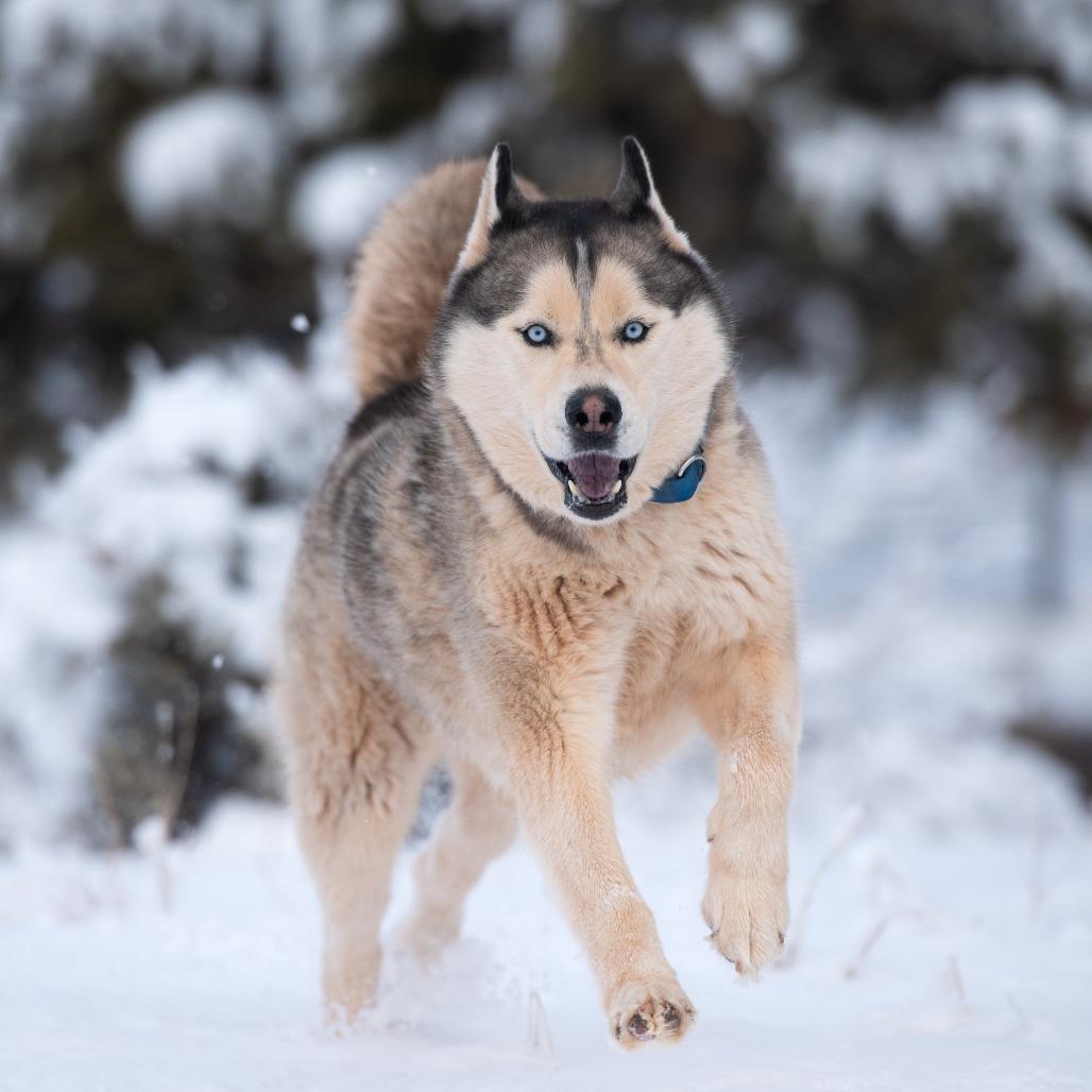 Hilo — thumbnail 6