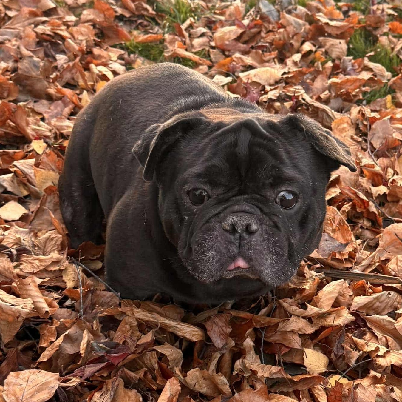 Enlarge Coal, a Adoptable mixed breed in Burlington, WA image 1/1