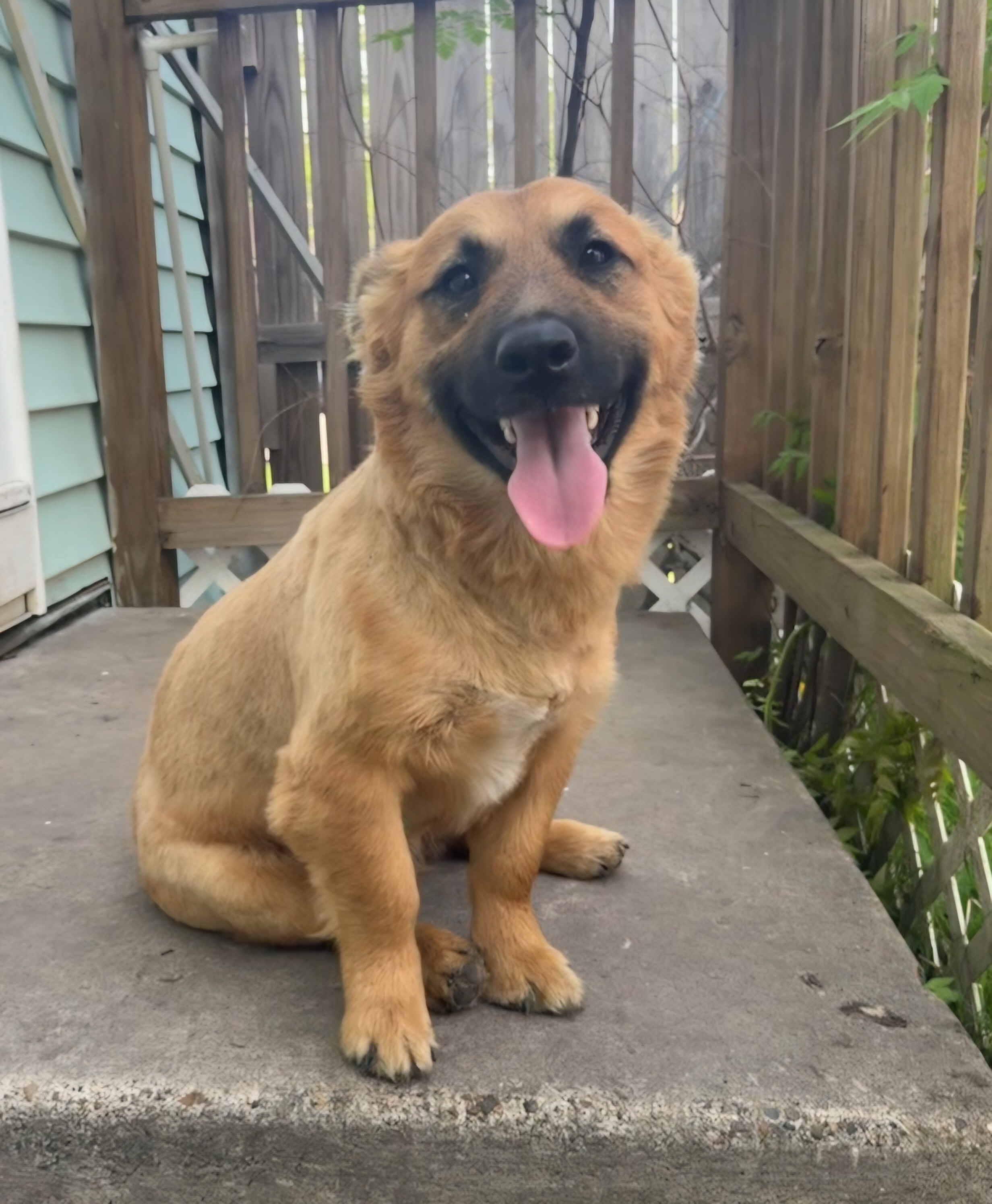 Dog for adoption Raider, a Golden Retriever & Basset Hound Mix in