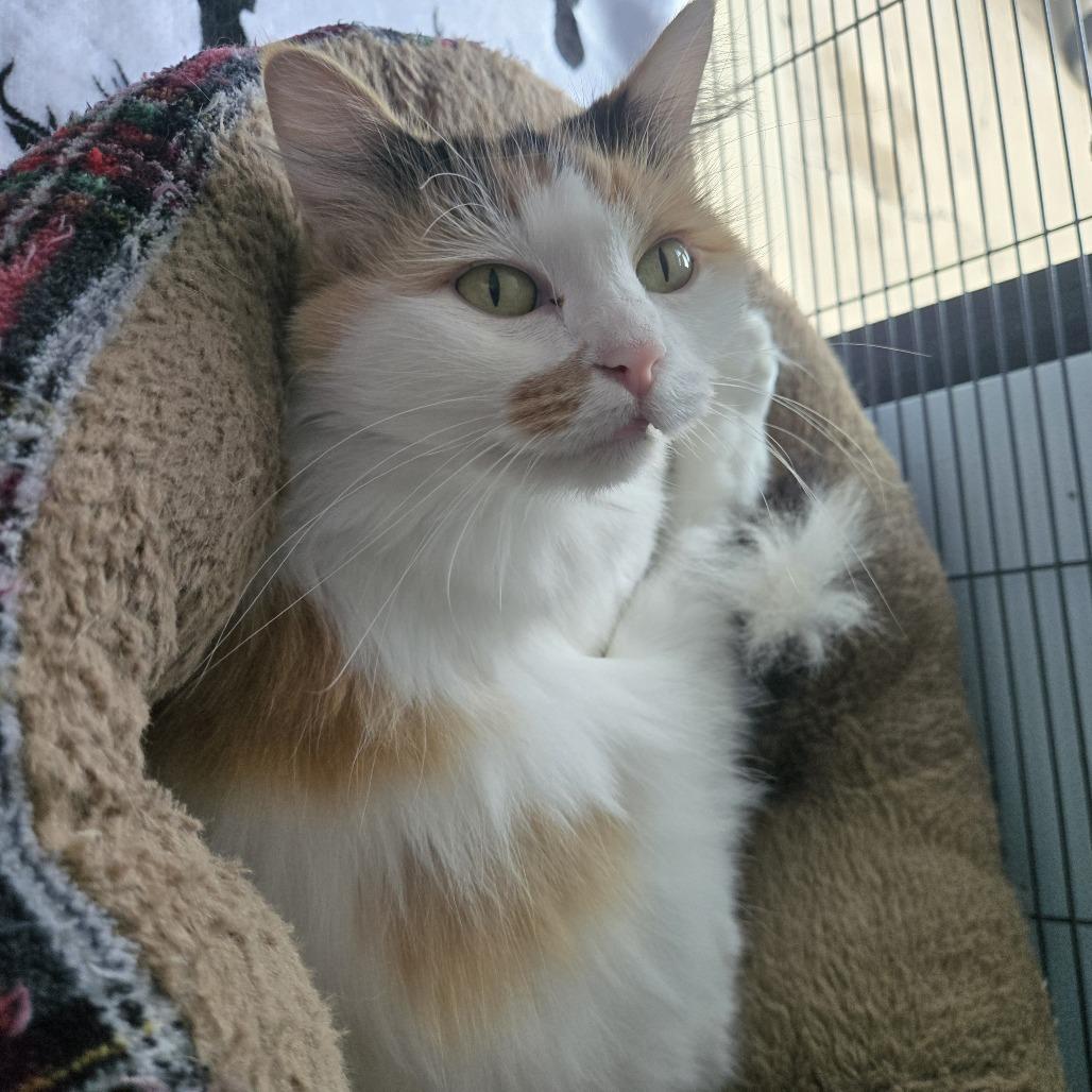 Esther (25-11767), Adoptable, Adult Female Domestic Long Hair.