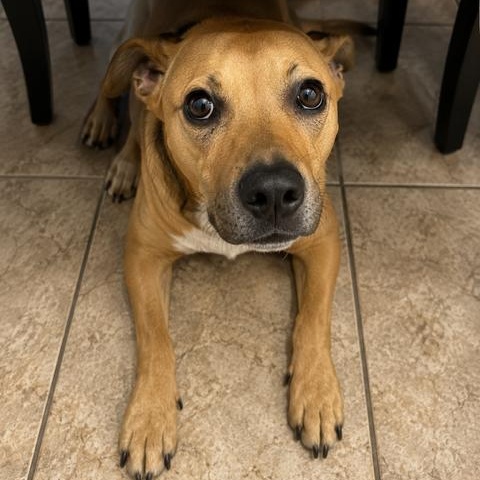 Enlarge Pinky, Loving puppy, Friendly, & Affectionate, a Adoptable mixed breed in South Burlington, VT image 4/5