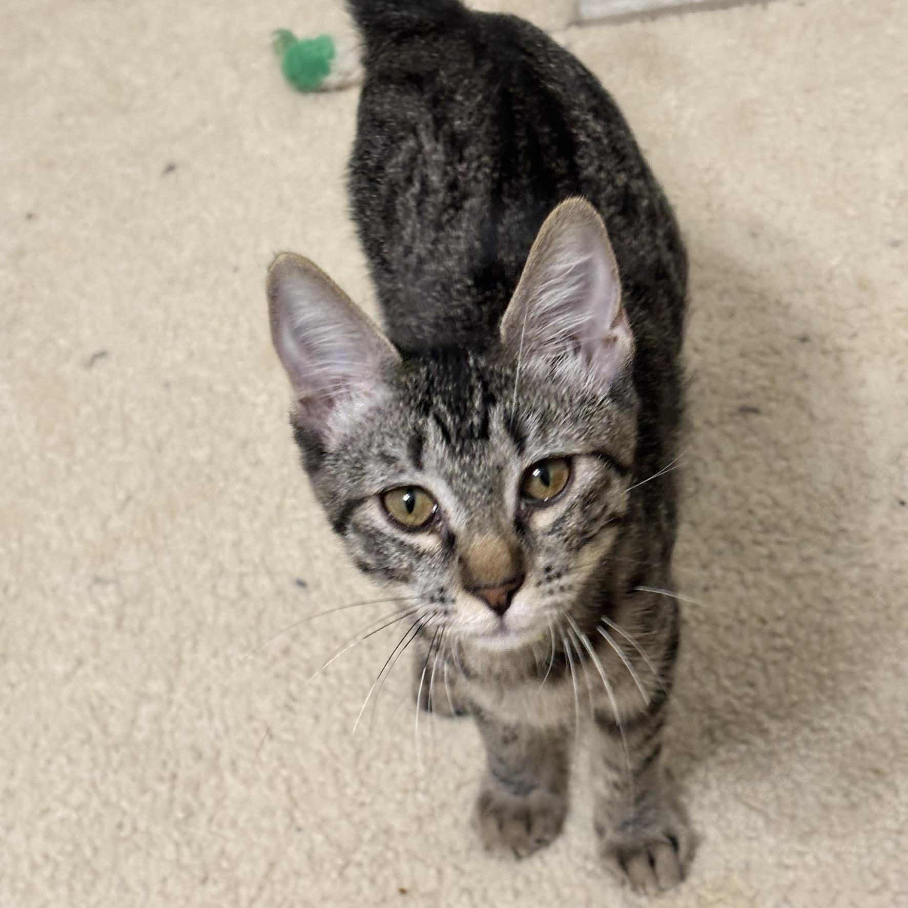Enlarge Muffin (snuggle bug), a Adoptable Tabby in Allen, TX image 4/6