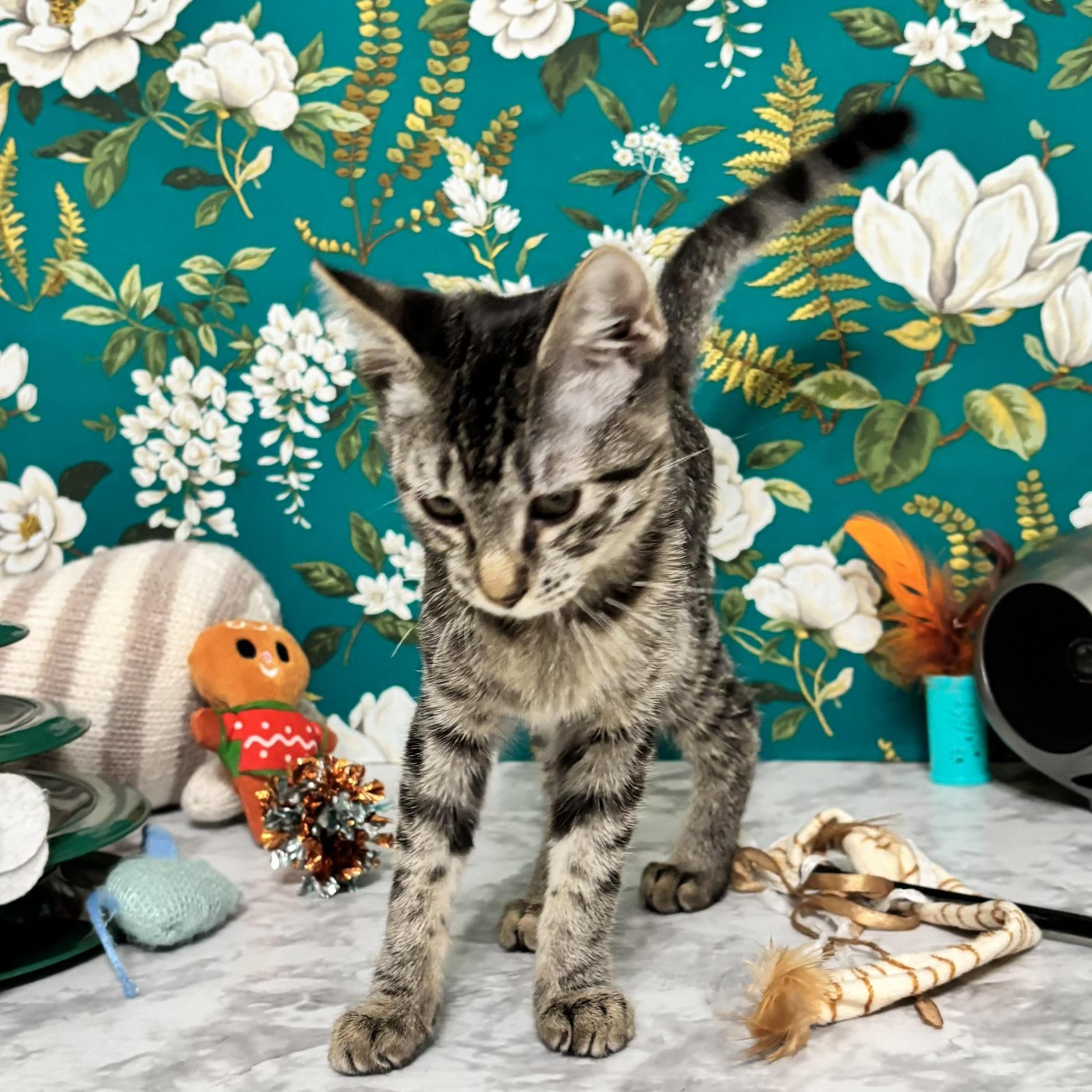 Enlarge Muffin (snuggle bug), a Adoptable Tabby in Allen, TX image 3/6