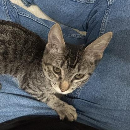 Enlarge Muffin (snuggle bug), a Adoptable Tabby in Allen, TX image 1/6