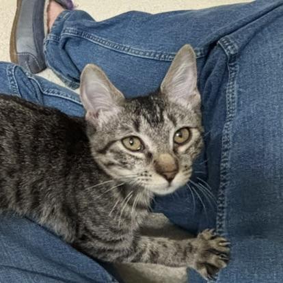 Enlarge Muffin (snuggle bug), a Adoptable Tabby in Allen, TX image 6/6