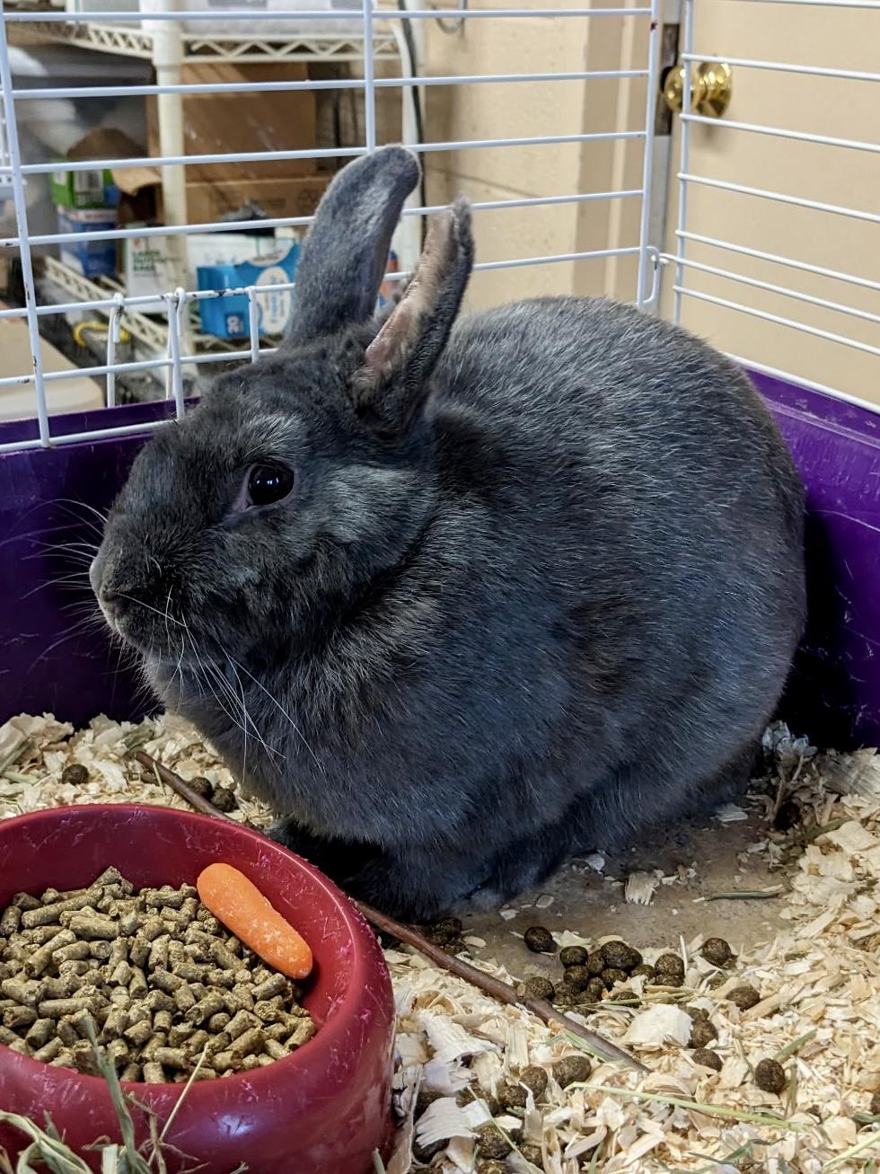 Harlow, a Adoptable Silver Fox in Andover, CT image 2/5