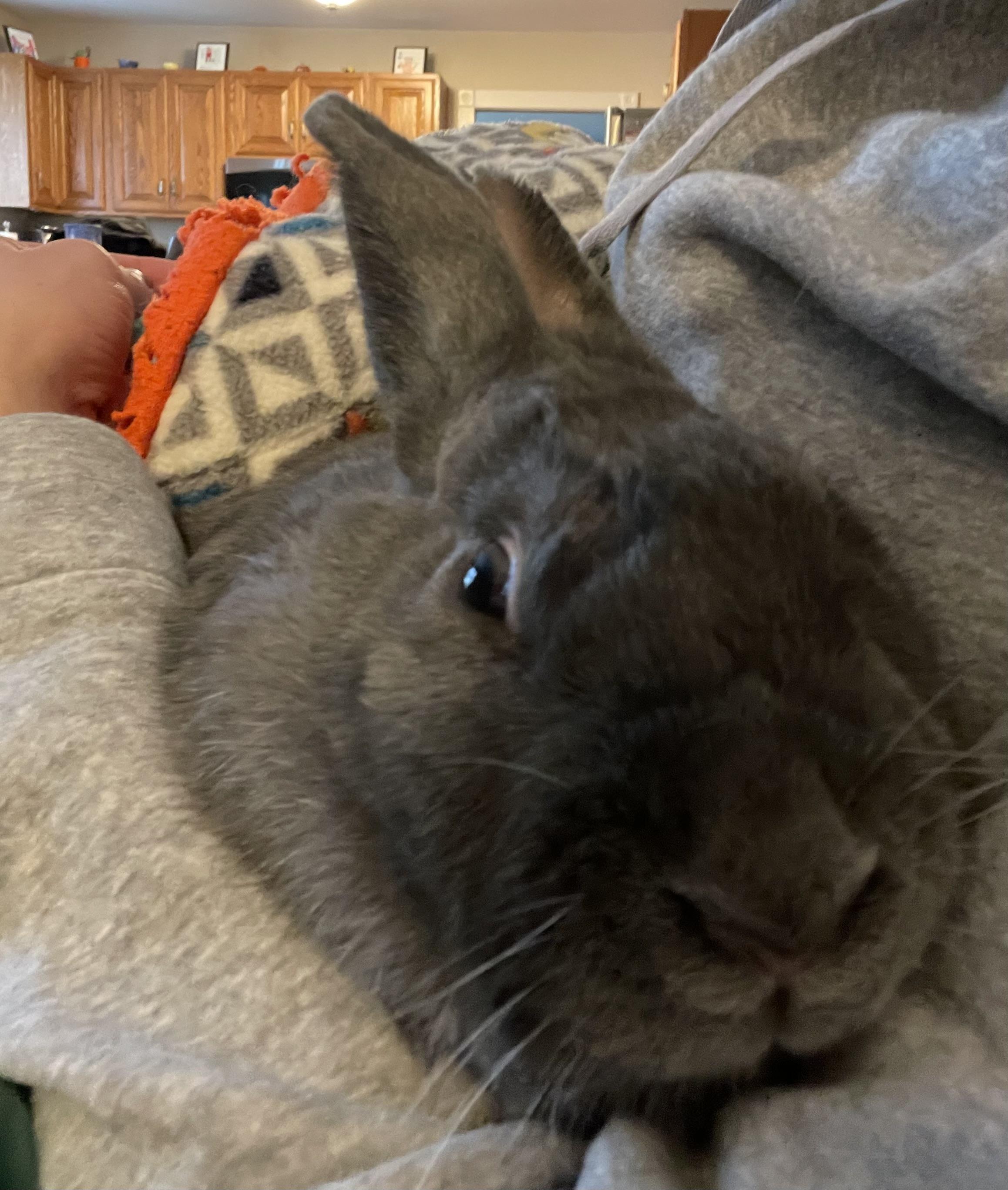 Harlow, a Adoptable Silver Fox in Andover, CT image 3/5