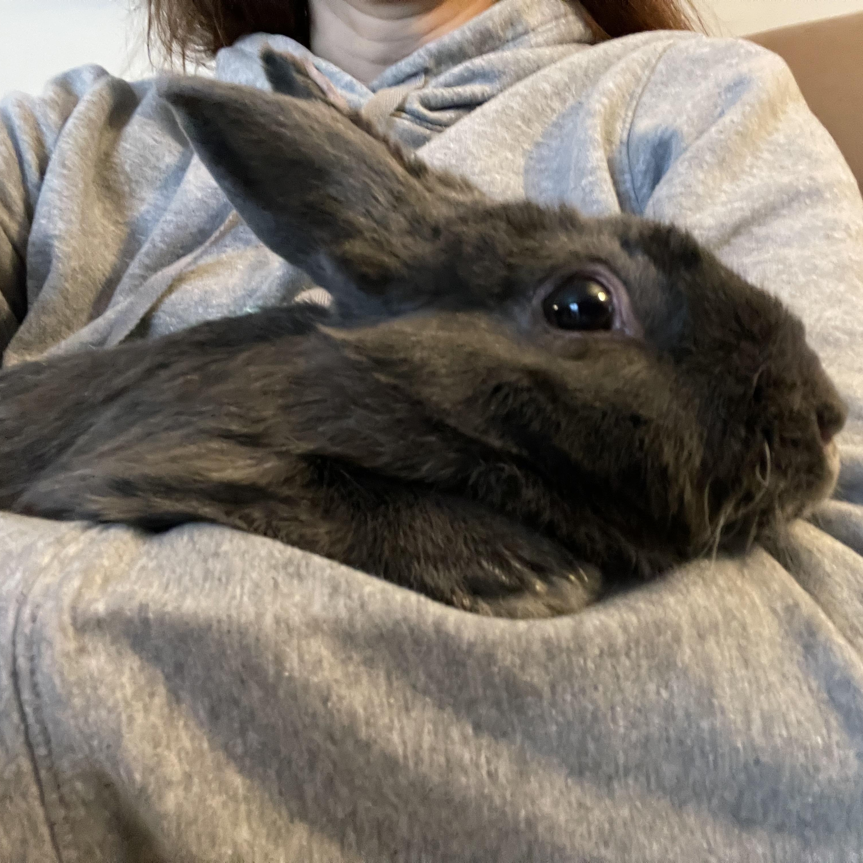 Harlow, a Adoptable Silver Fox in Andover, CT image 4/5