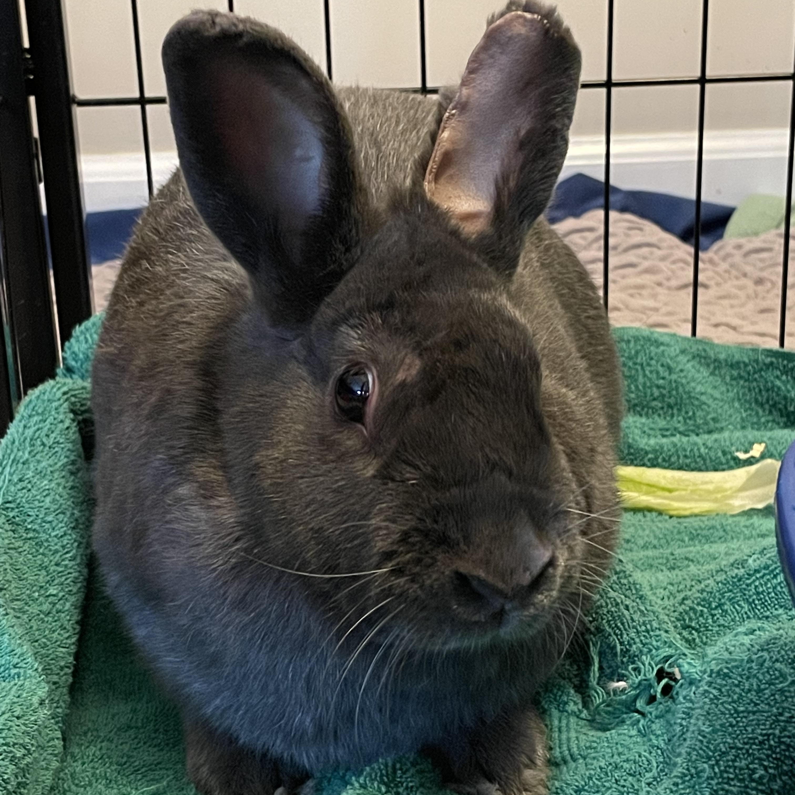 Harlow, a Adoptable Silver Fox in Andover, CT image 5/5