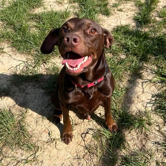 Enlarge Knox, a Adoptable mixed breed in Shepherdsville, KY image 4/4
