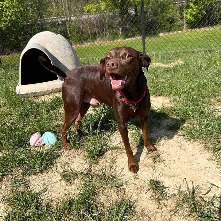Enlarge Knox, a Adoptable mixed breed in Shepherdsville, KY image 2/4