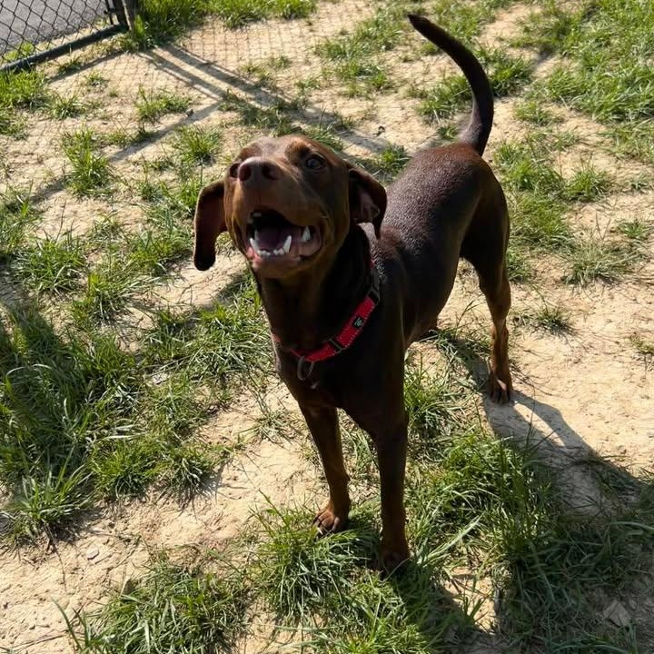 Enlarge Knox, a Adoptable mixed breed in Shepherdsville, KY image 3/4