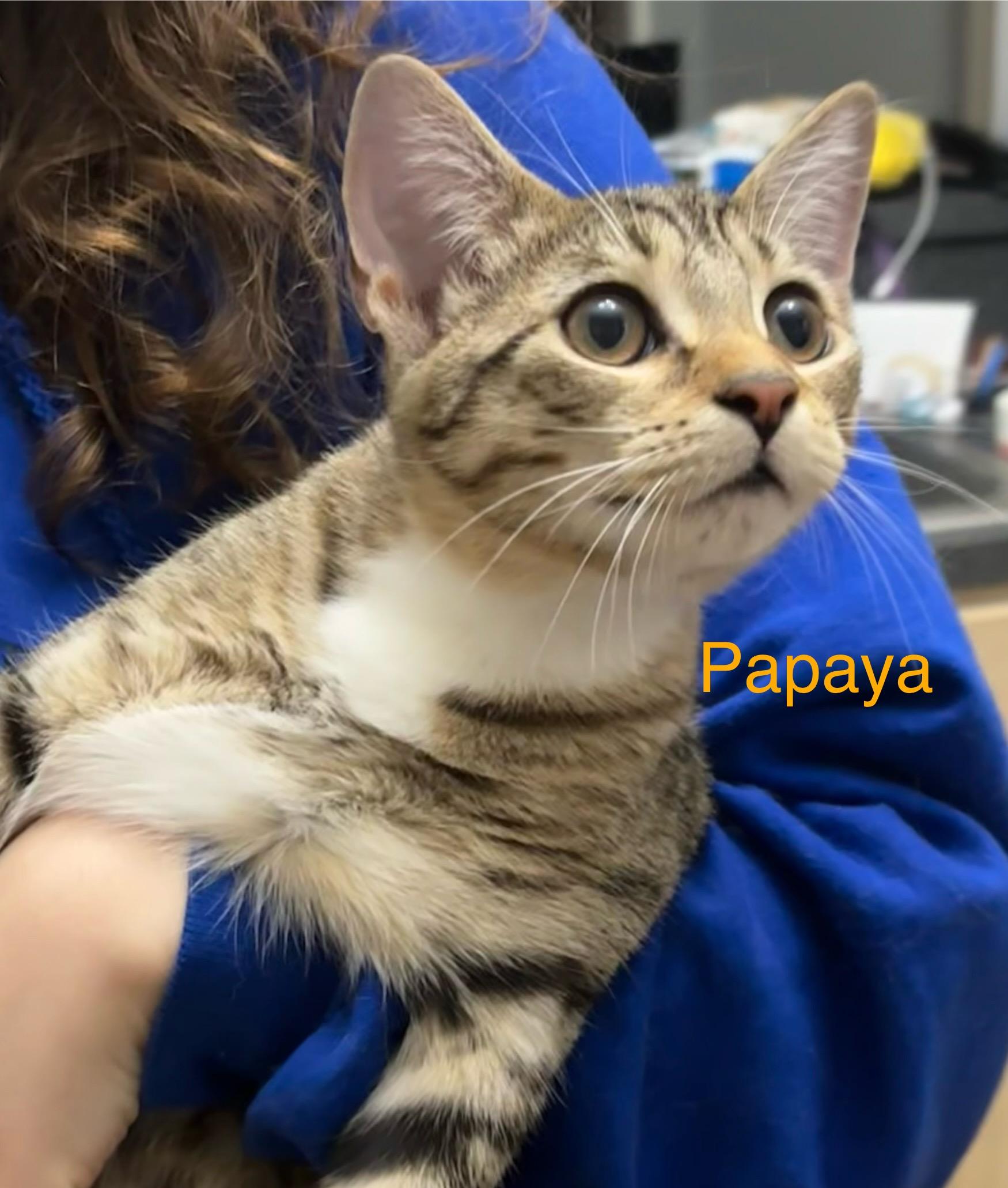 PAPAYA