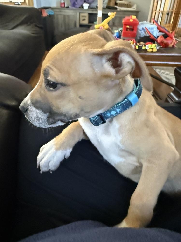 Jupiter, a Adoptable American Bulldog in Aurora, CO image 1/6