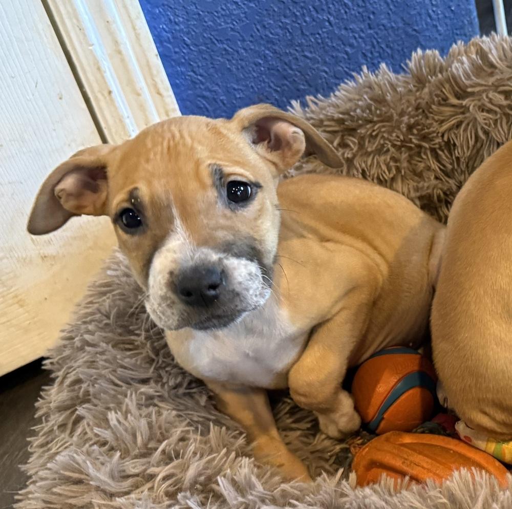 Jupiter, Adoptable, Puppy Female American Bulldog.