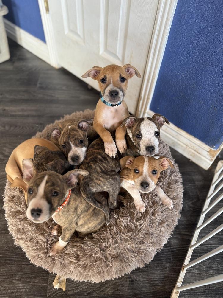 Jupiter, a Adoptable American Bulldog in Aurora, CO image 3/6