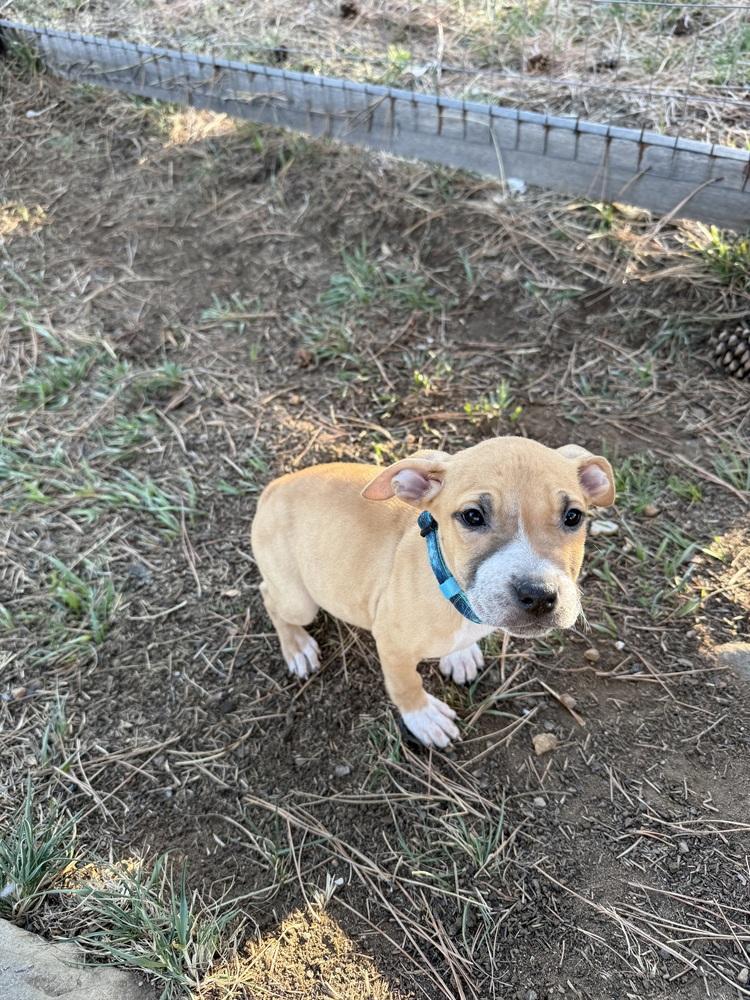 Jupiter, a Adoptable American Bulldog in Aurora, CO image 4/6