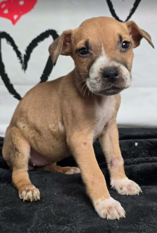 Jupiter, a Adoptable American Bulldog in Aurora, CO image 5/6