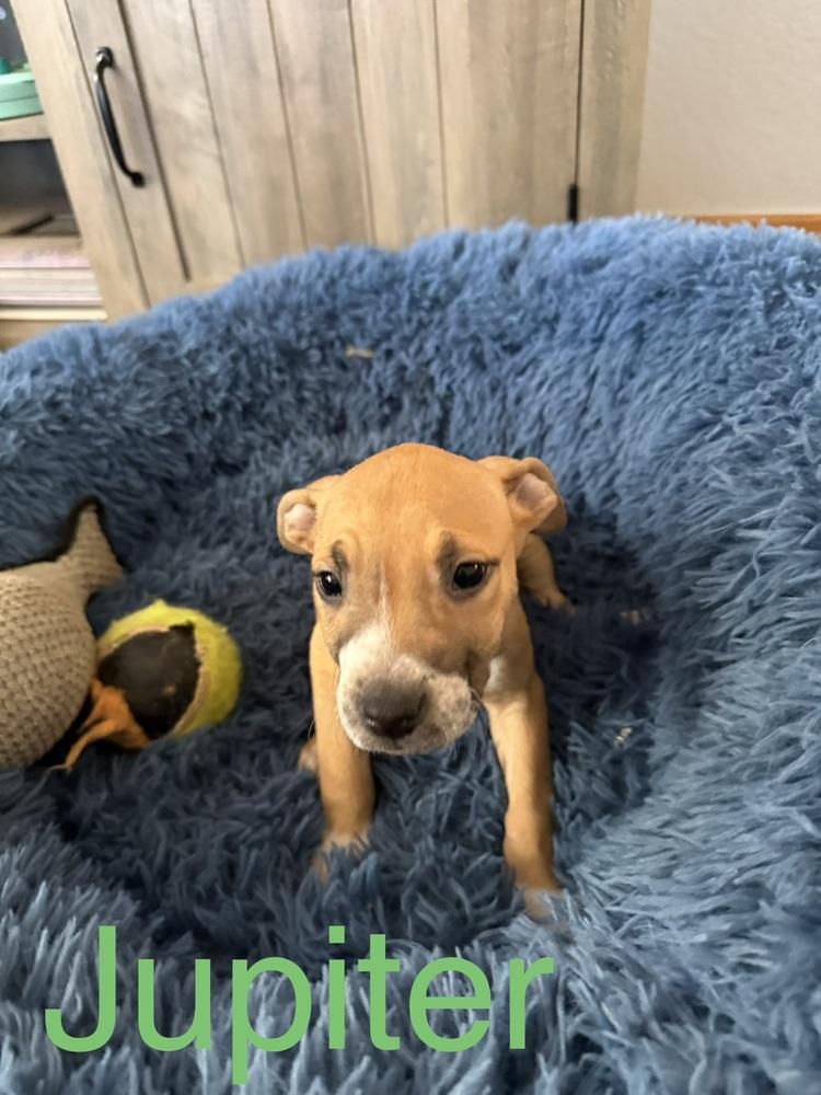 Jupiter, a Adoptable American Bulldog in Aurora, CO image 6/6