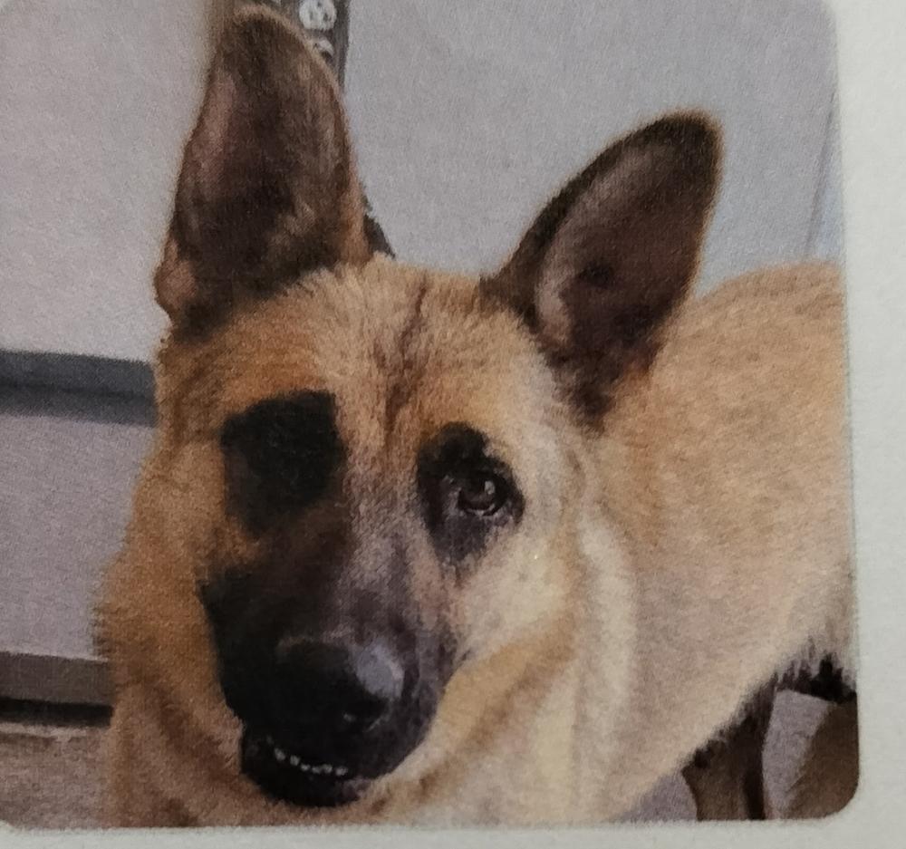 Lola - Willow, Adopted, Adult Female German Shepherd Dog.