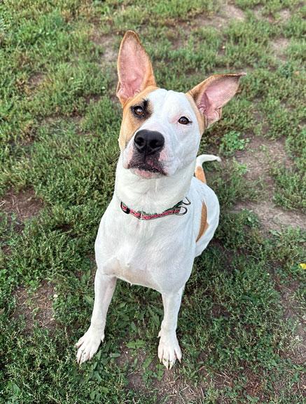 Enlarge Bobbi, a Adoptable mixed breed in Fort Leavenworth, KS image 1/2