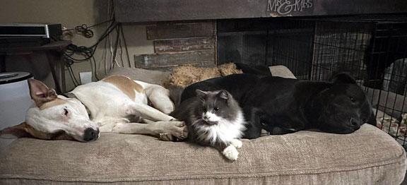 Enlarge Bobbi, an adopted mixed breed in Fort Leavenworth, KS image 5/5