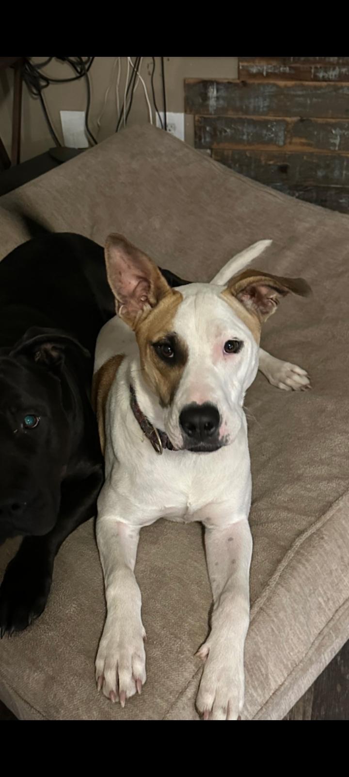 Bobbi, a Adoptable mixed breed in Fort Leavenworth, KS image 3/3