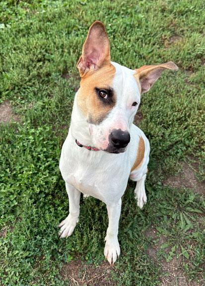 Bobbi, Adoptable, Young Female Great Dane.