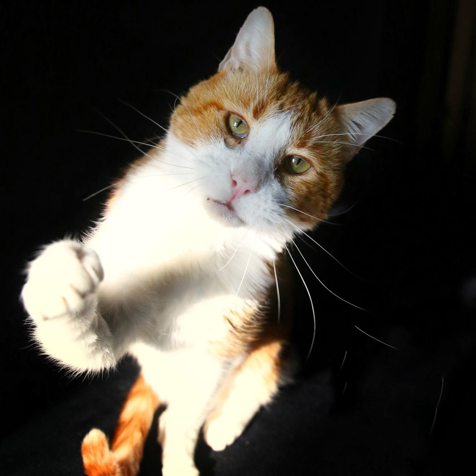 Rizzo, Adoptable, Adult Male Domestic Short Hair.