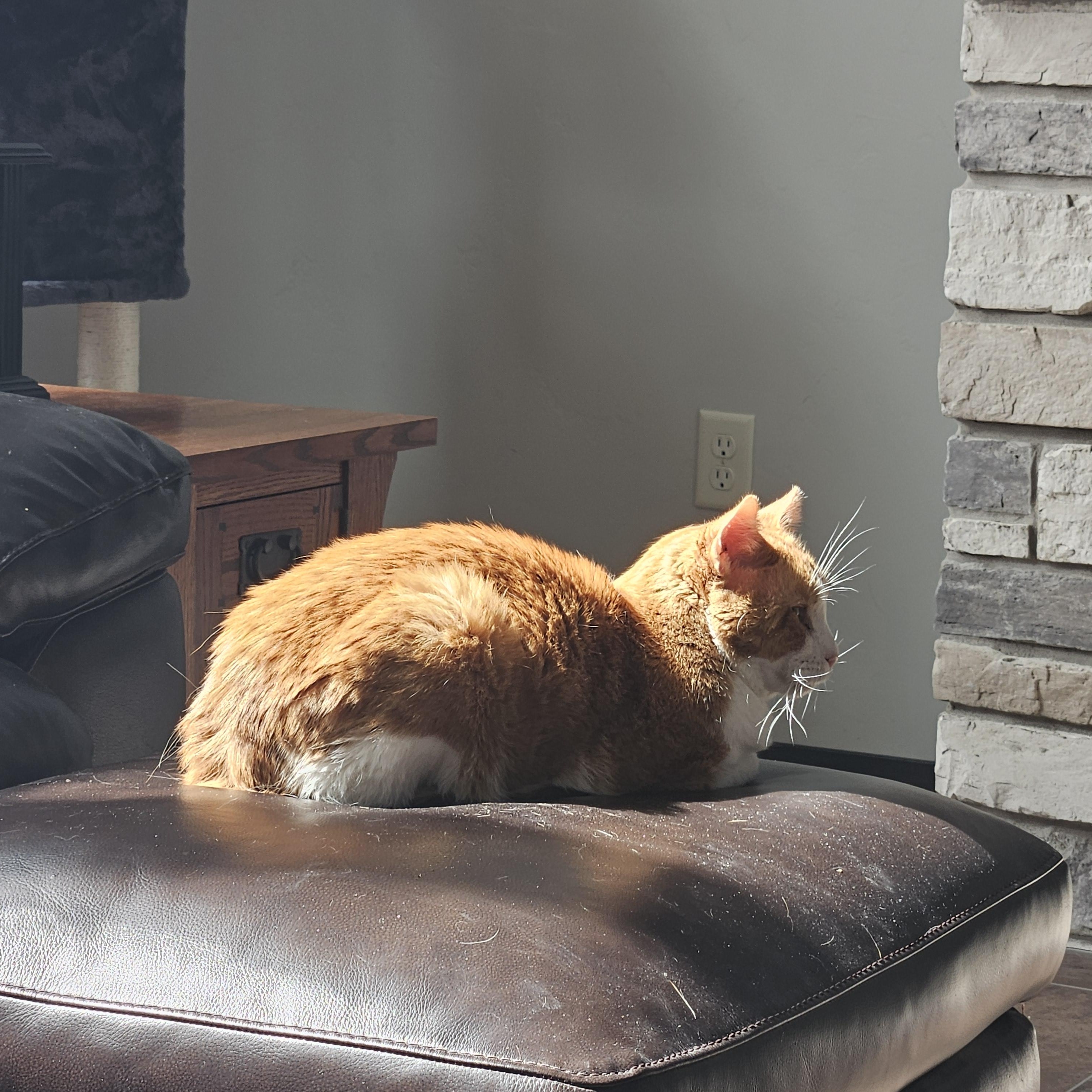Enlarge Rizzo - FIV, a Adoptable Domestic Short Hair in Menasha, WI image 3/6