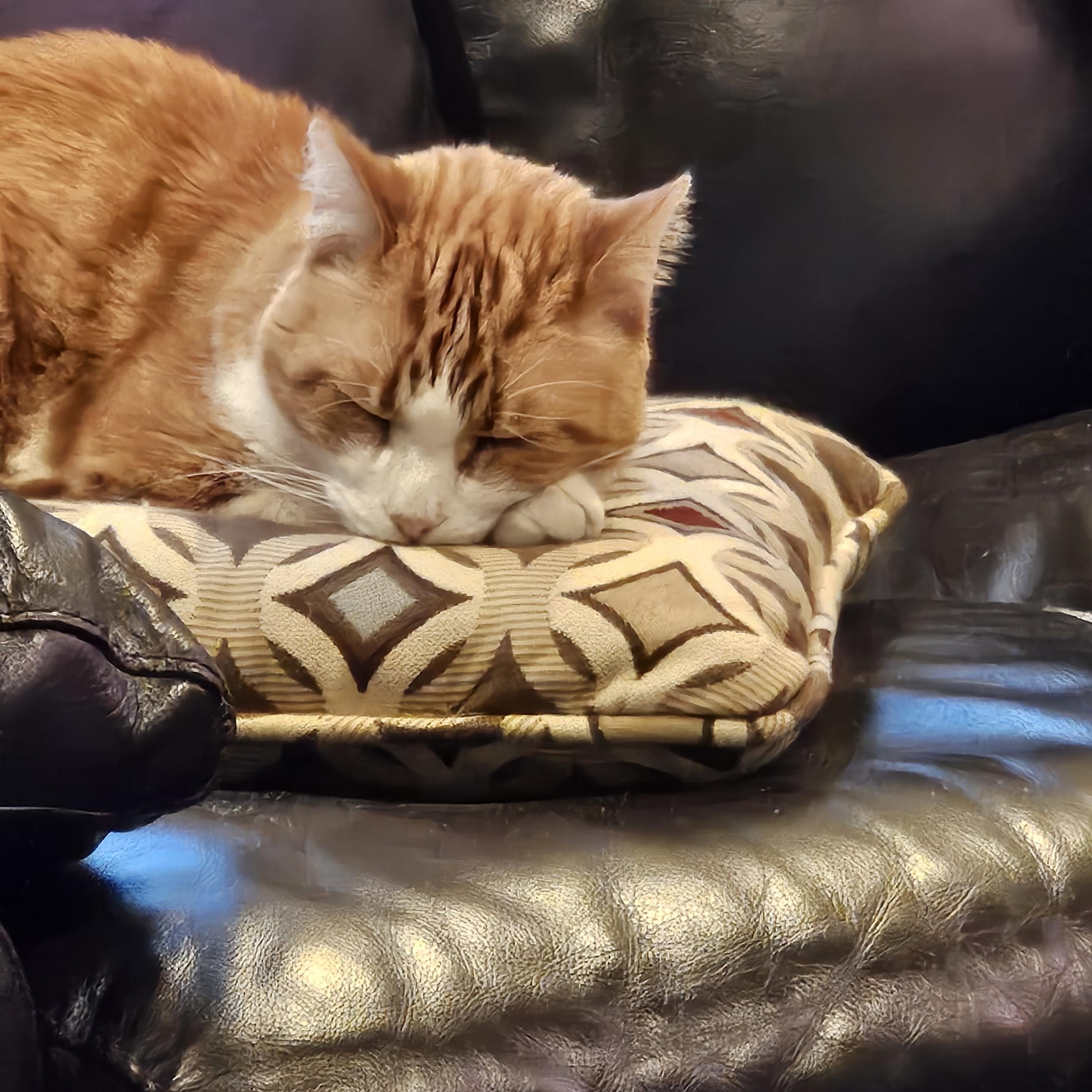Rizzo - FIV, Adoptable, Adult Male Domestic Short Hair.